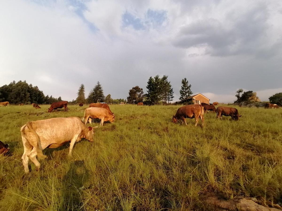 Rocks & Roses Farm Stay Lochiel Екстериор снимка