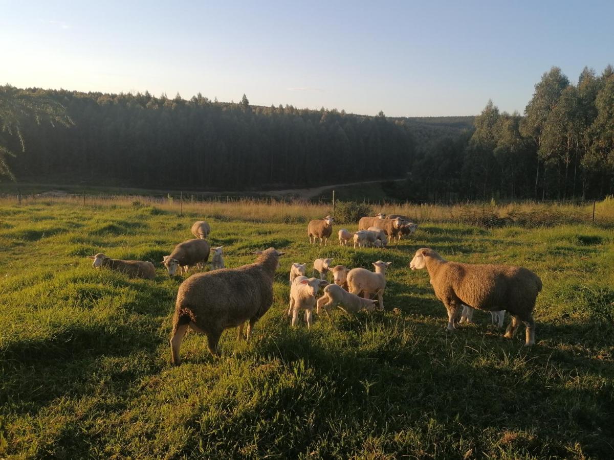 Rocks & Roses Farm Stay Lochiel Екстериор снимка