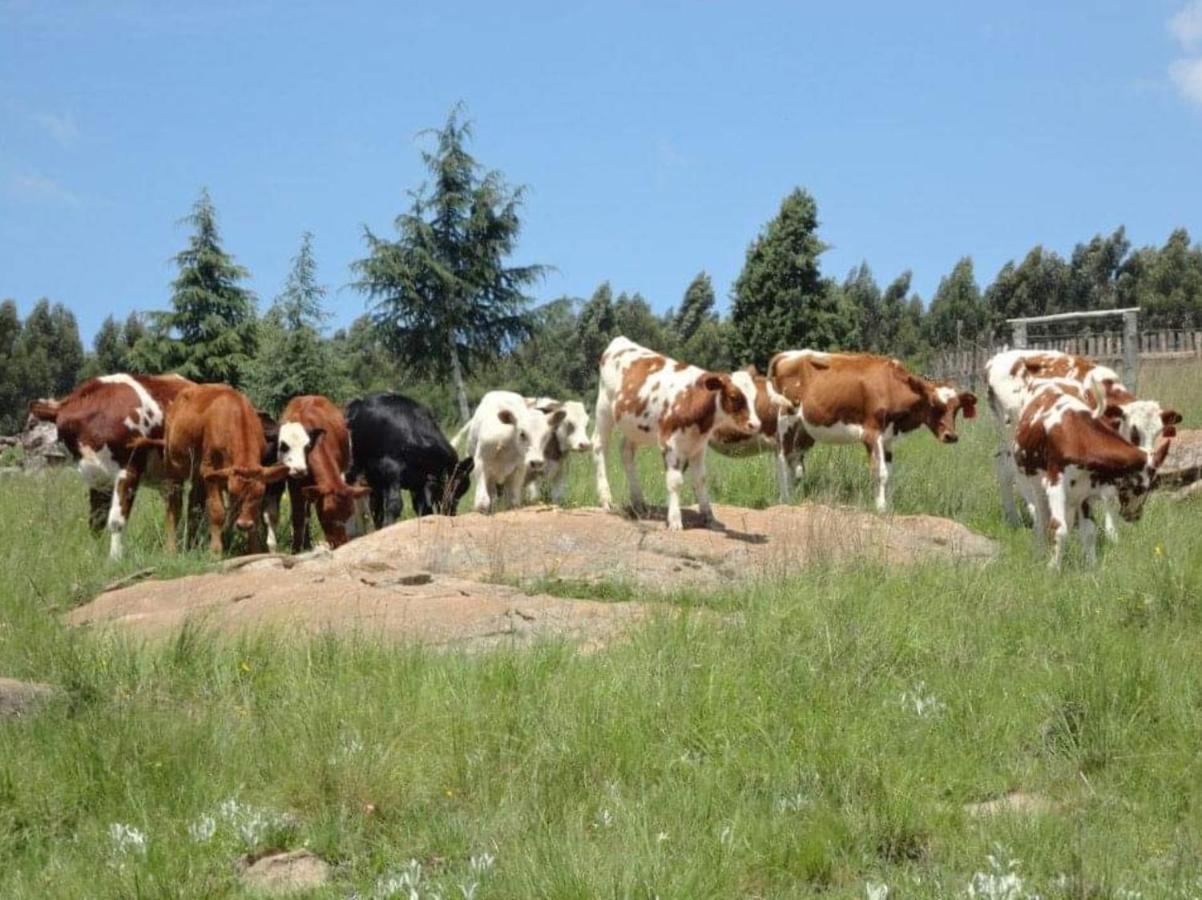 Rocks & Roses Farm Stay Lochiel Екстериор снимка