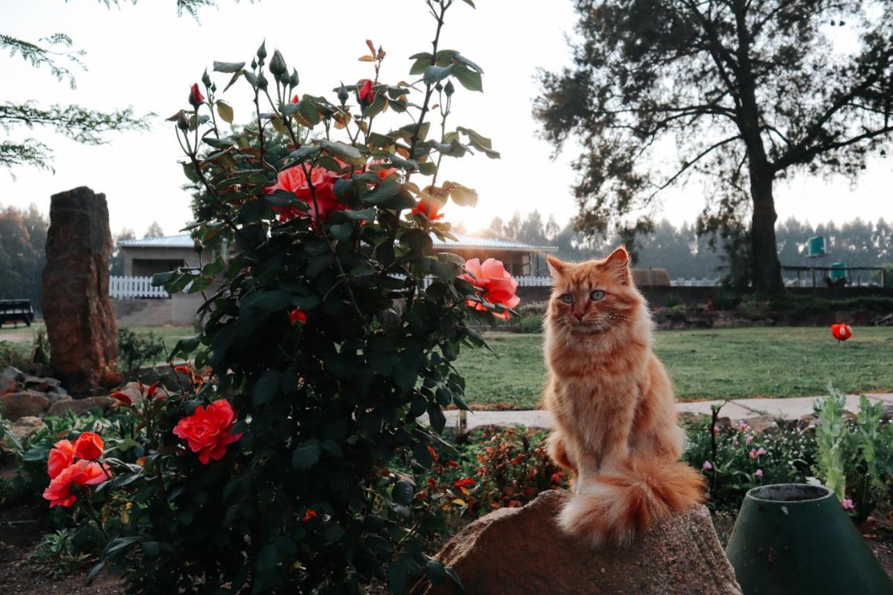 Rocks & Roses Farm Stay Lochiel Екстериор снимка